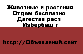 Животные и растения Отдам бесплатно. Дагестан респ.,Избербаш г.